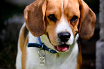 beagle-Felipe-Uruguay-foto-pequeña