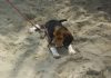 perro-beagle-Yeico-en la arena