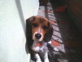 El beagle Yeico (Medellín, Colombia) perro-beagle-Yeico-Colombia