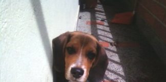 perro-beagle-Yeico-Colombia