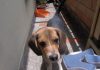 perro-beagle-Yeico-Medellín-Colombia