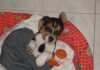 cachorro perro-beagle-Yeico