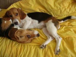beagles-Zeus-y-Maya-juegan