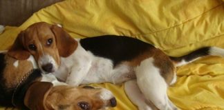 beagles-Zeus-y-Maya-juegan