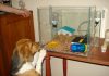 perrita-beagle-Bianca-de-Argentina-investigando una jaula con roedores