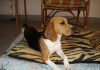 perrita-beagle-Bianca-de-Argentina echada en su manta