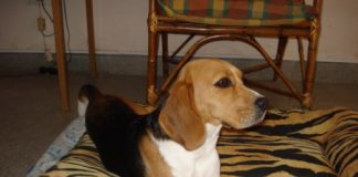 perrita-beagle-Bianca-de-Argentina echada en su manta