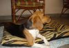perrita-beagle-Bianca-de-Argentina