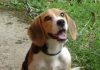 perro-beagle-tricolor sentado y mirando hacia arriba