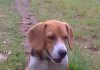perro-beagle-tricolor sentado