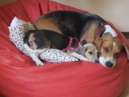Luna: una nueva hermanita para Tandy Perritas-beagle-Luna-y-Tandy