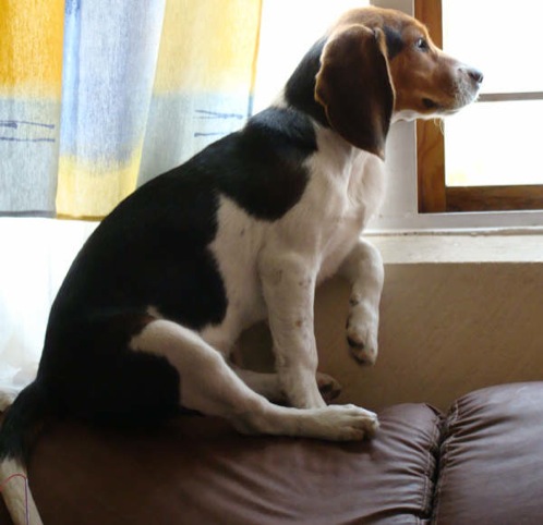 perrita-beagle-Camila-Mexico-sentada junto a la ventana