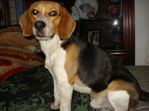 perro-beagle-Twister-Costa-Rica