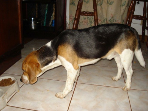 perro-beagle-Twister-Costa-Rica