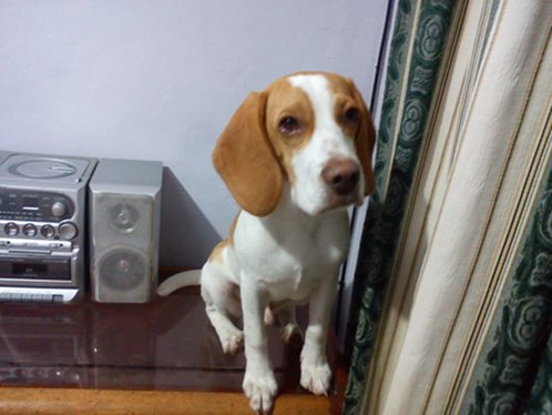 perro-beagle-limon-Terri-Colombia