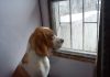 perro-beagle-limon-mirando por la ventana
