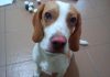 perro-beagle-limon-Terri-con la trufa pelada