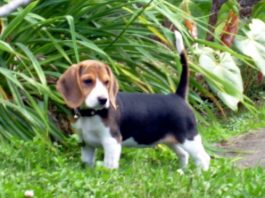 beagle-Dasha-Costa-Rica