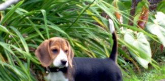 beagle-Dasha-Costa-Rica