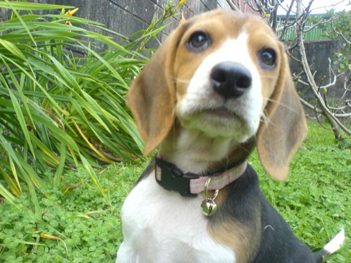 beagle-Dasha-Costa-Rica