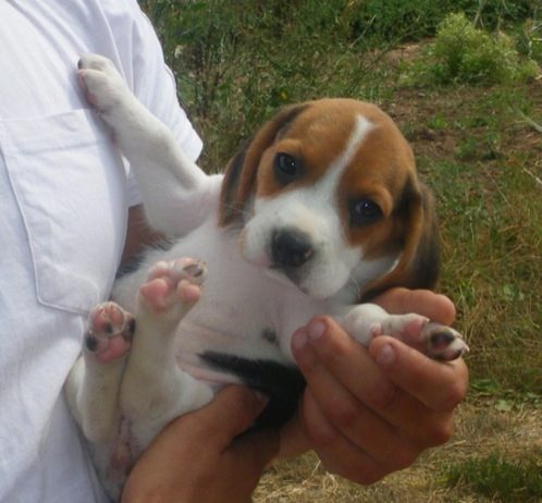 cachorrita-beagle-Kira-Barcelona