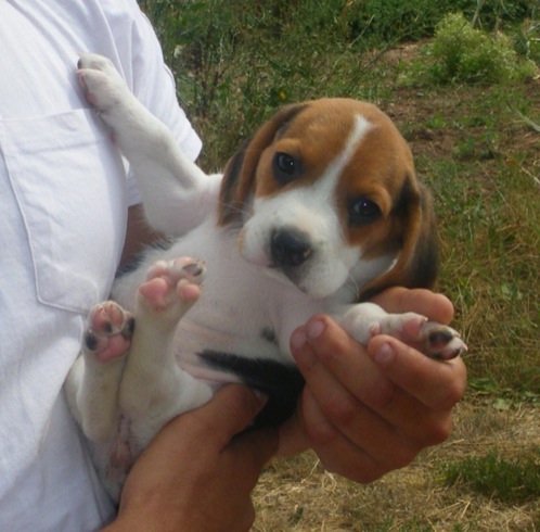 cachorrita-beagle-Kira-Barcelona