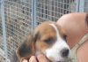 cachorrita-beagle-Kira-Barcelona-en el criadero