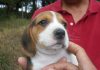 cachorrita-beagle-Kira-Barcelona primera visita al criadero