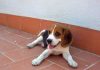 cachorrita-beagle-Kira-de-Barcelona-echada en la terraza