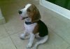 cachorro-beagle-Bambu-con-3-meses