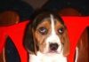 cachorro-beagle-Malakias