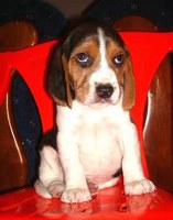 cachorro-beagle-Malakias