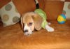 cachorro-beagle-Neo-Colombia, echado en el sofá