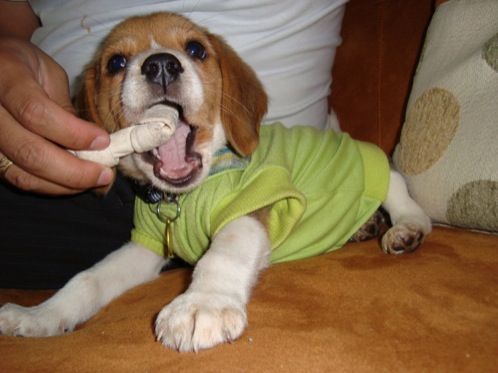 cachorro-beagle-Neo-Colombia-mordisqueando un hueso
