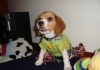 cachorro-beagle-con ropa