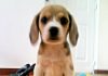 cachorro-beagle-Neo-Colombia-sentado en el piso