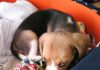 cachorro-beagle-Neo-Colombia durmiendo en su canasto