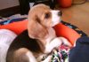 cachorro-beagle-Neo-Colombia-atento en su cuna
