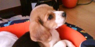 cachorro-beagle-Neo-Colombia-atento en su cuna