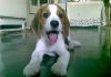 perro-beagle-Bambu-Venezuela