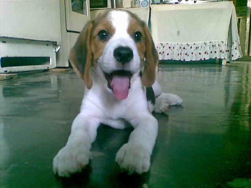 perro-beagle-Bambu-Venezuela