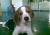 cachorro-beagle-Bambu-Venezuela