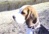 perro-beagle-Oliver-sentado mirando al infinito