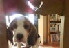 perro-beagle-Oliver haciendo de las suyas encima de la silla