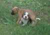 perro-beagle-Oliver-jugando con otro perro