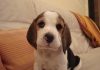 perro-beagle-Oliver-mirando a la cámara