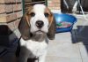 perro-beagle-Oliver en la terraza