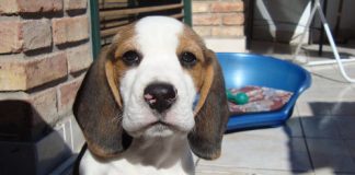 perro-beagle-Oliver en la terraza