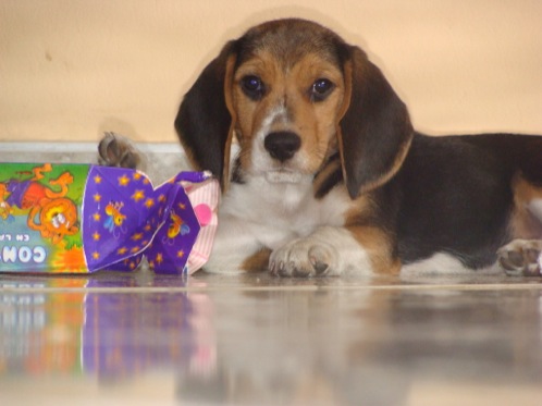 perro-beagle-Tomas-Medellin
