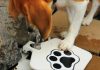 beagle-bebiendo-en-doggiefountain
